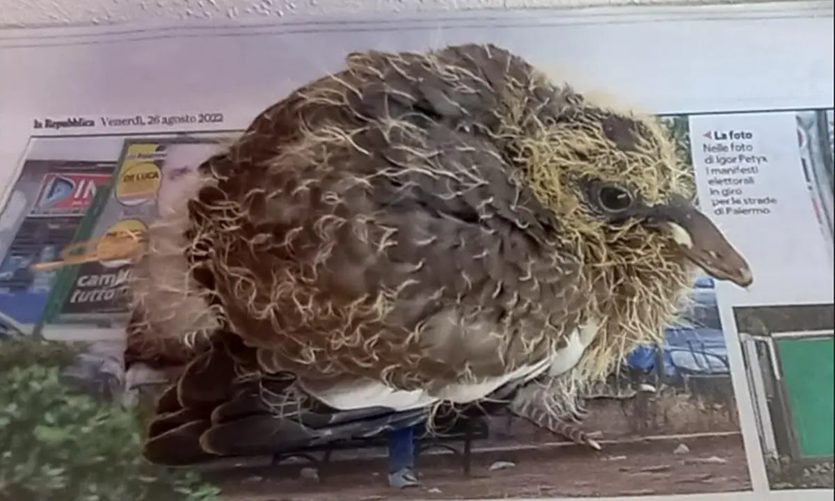 L'allarme del Wwf: «La Regione apre in anticipo la caccia condannando a morte i pulcini nei nidi»