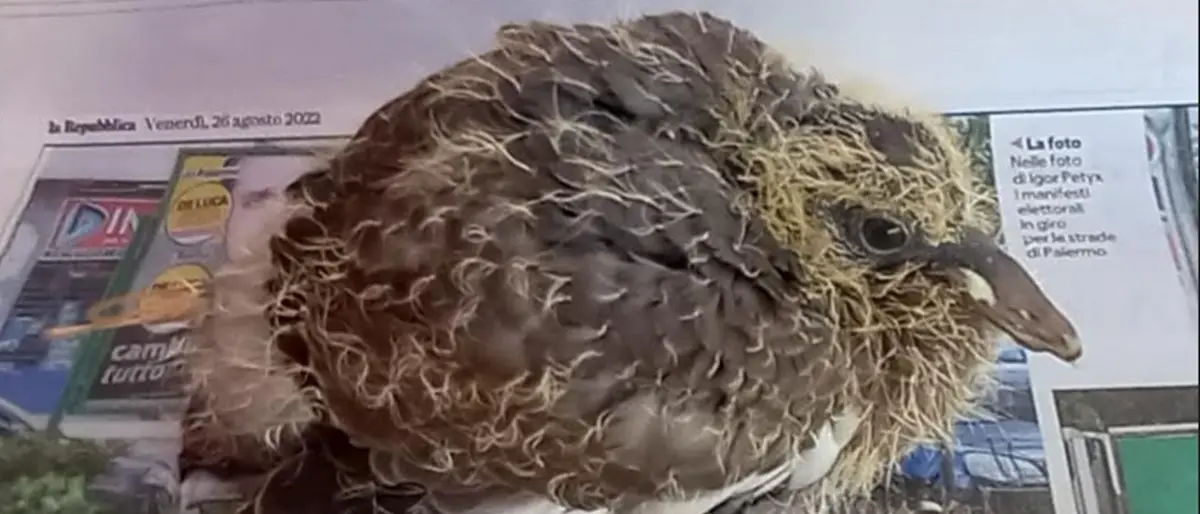 L'allarme del Wwf: «La Regione apre in anticipo la caccia condannando a morte i pulcini nei nidi»