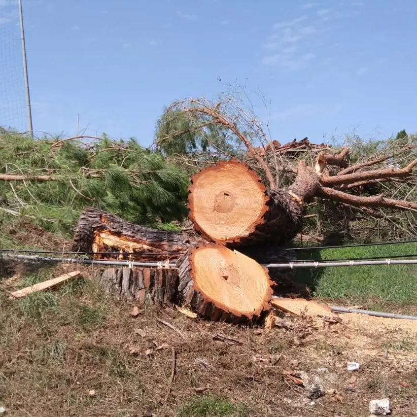 Alberi di pino abbattuti a Zambrone, l’appello del Wwf: «Risparmiate gli altri»
