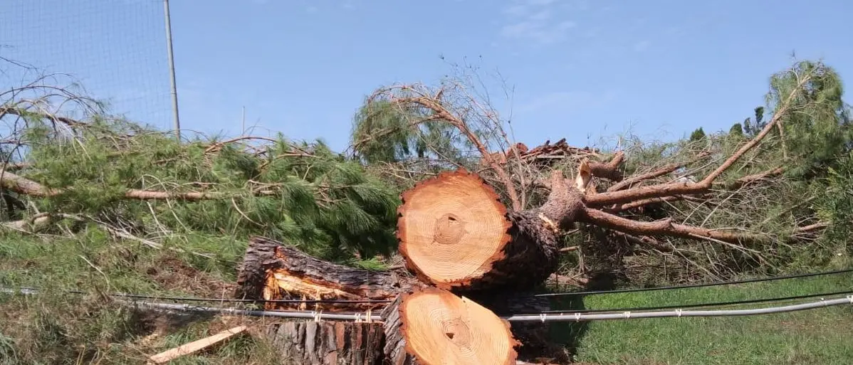 Alberi di pino abbattuti a Zambrone, l’appello del Wwf: «Risparmiate gli altri»