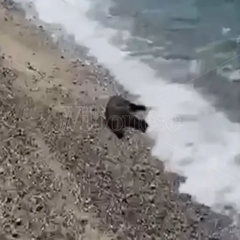 Sulla spiaggia di Vibo Marina un cinghiale morto in balia delle onde - Video