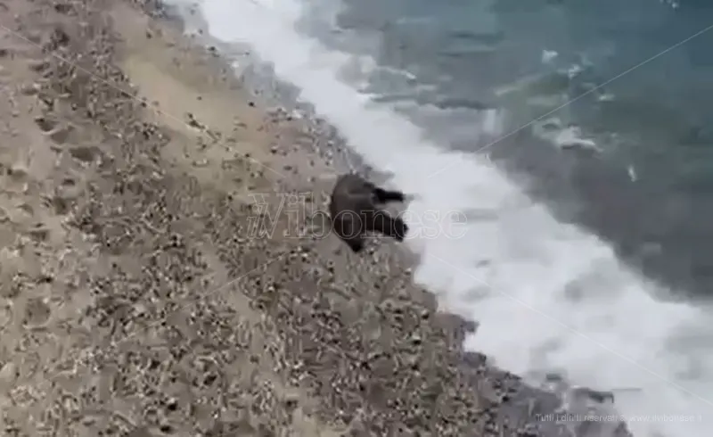 Sulla spiaggia di Vibo Marina un cinghiale morto in balia delle onde - Video
