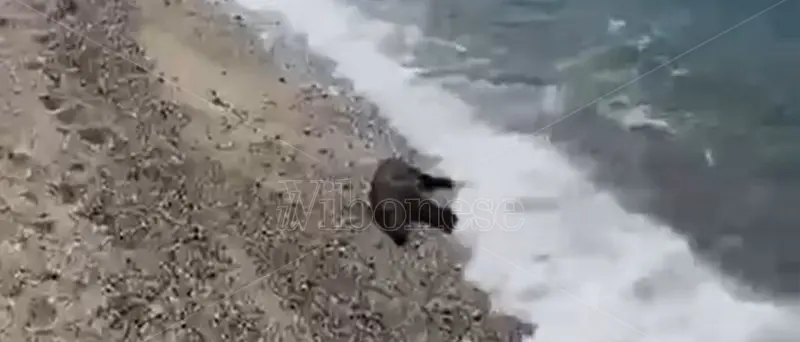 Sulla spiaggia di Vibo Marina un cinghiale morto in balia delle onde - Video