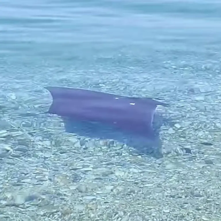 La danza di una piccola Manta mediterranea nel mare di Vibo Marina: il video