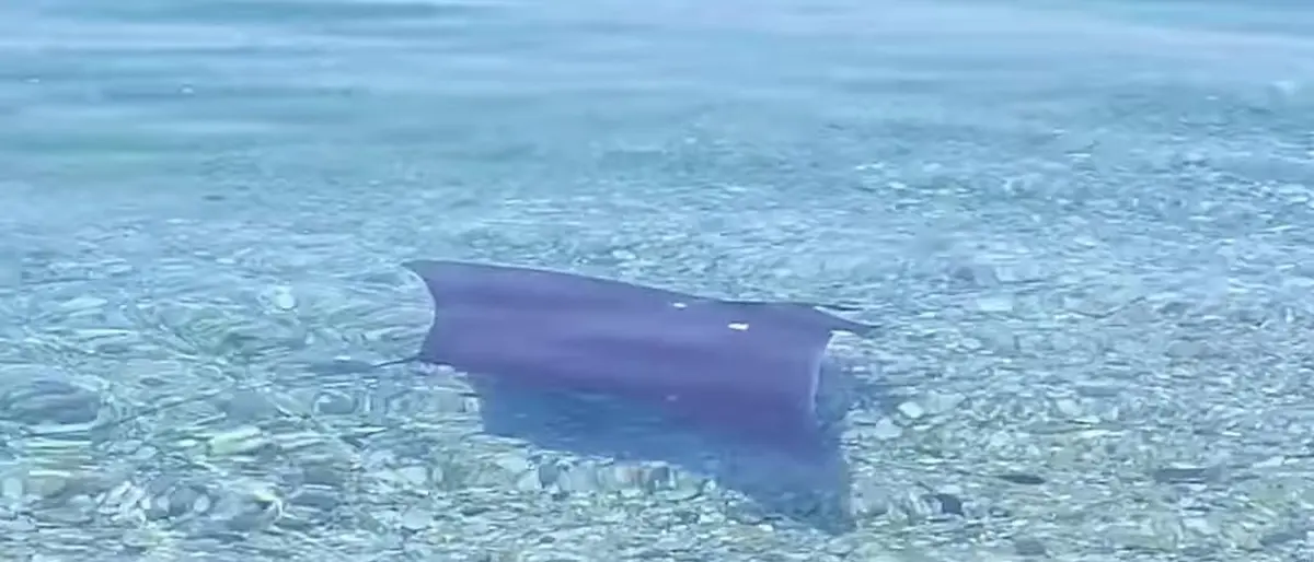 La danza di una piccola Manta mediterranea nel mare di Vibo Marina: il video