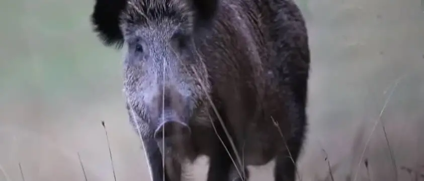Emergenza cinghiali, contestato il nuovo piano: «Nel Vibonese si potrà cacciare solo in 4 comuni»