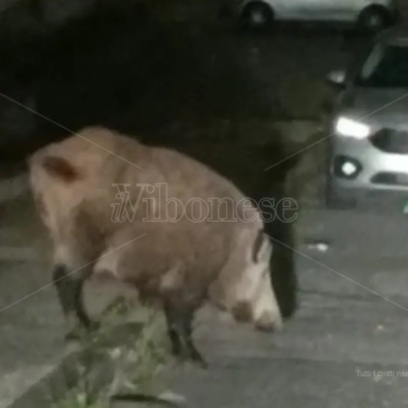 Vibo, avvistato grosso cinghiale nei pressi dell'ospedale Jazzolino - Video