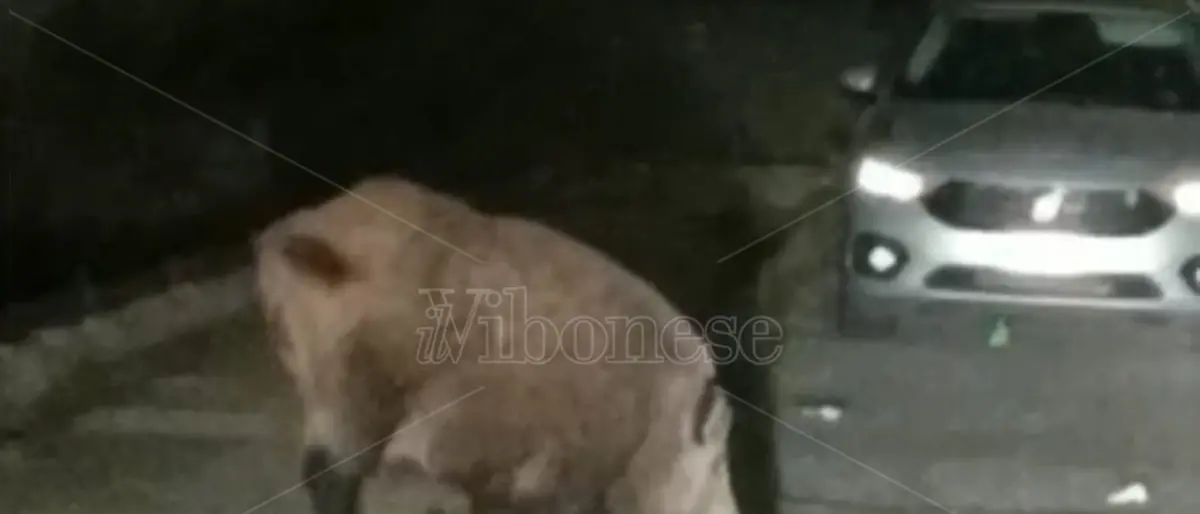 Vibo, avvistato grosso cinghiale nei pressi dell'ospedale Jazzolino - Video
