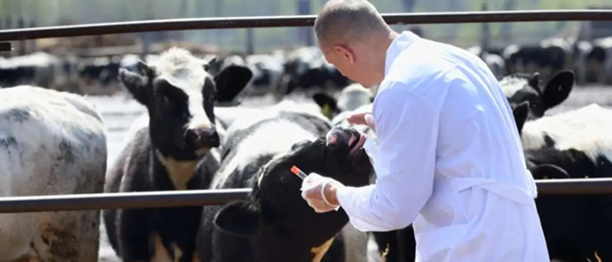 Allevamenti: nel Vibonese ritardi «significativi» sui rientri dei focolai e sul controllo anagrafico