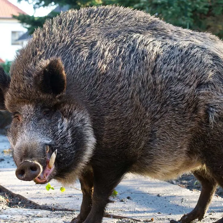 Cinghiale entra nel cortile della scuola, niente lezioni in un istituto di Catanzaro