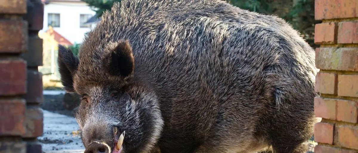 Cinghiale entra nel cortile della scuola, niente lezioni in un istituto di Catanzaro