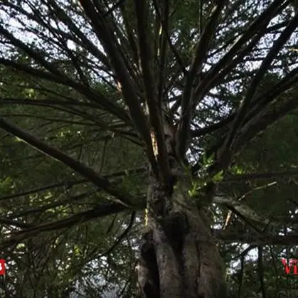 Gli alberi monumentali del Vibonese, giganti che svettano nel cuore delle Serre (VIDEO)