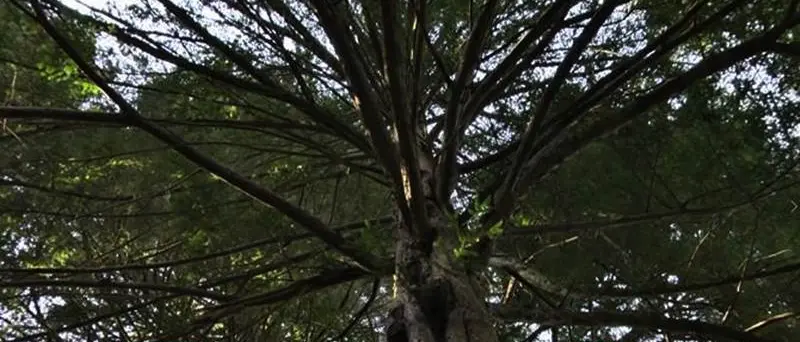 Gli alberi monumentali del Vibonese, giganti che svettano nel cuore delle Serre (VIDEO)