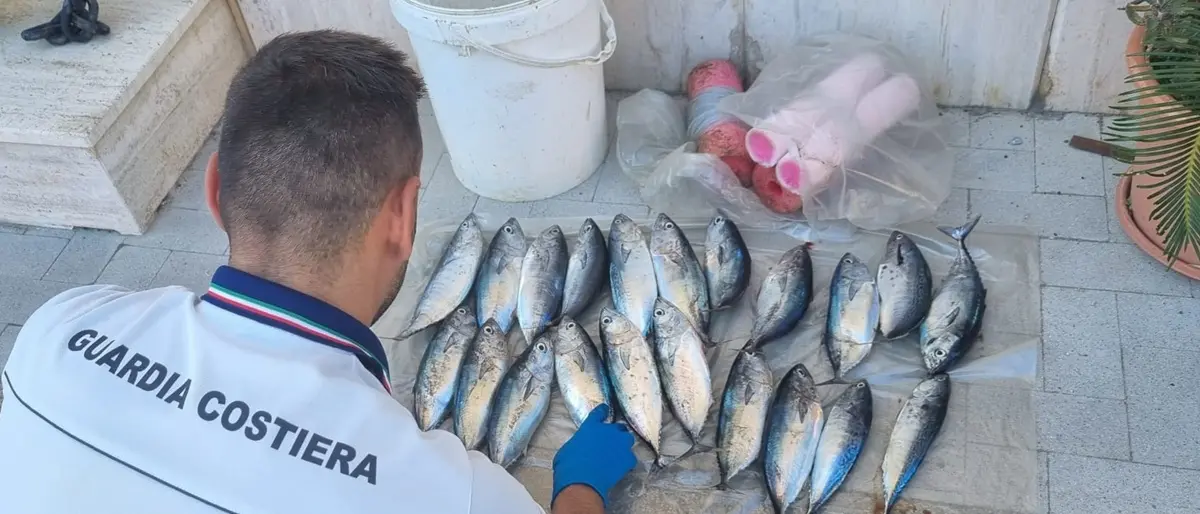 Pescano piccoli tonni lungo il litorale vibonese: la Guardia Costiera li sequestra
