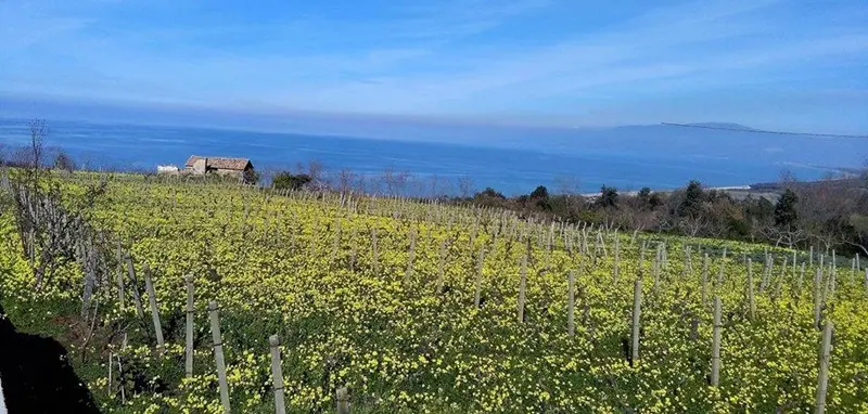 Un mare di fiori gialli annuncia la primavera: arriva la stagione delle “susamelle”