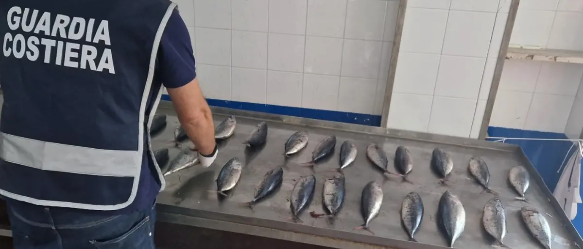 Tonno rosso sequestrato Vibo Marina dalla Guardia costiera