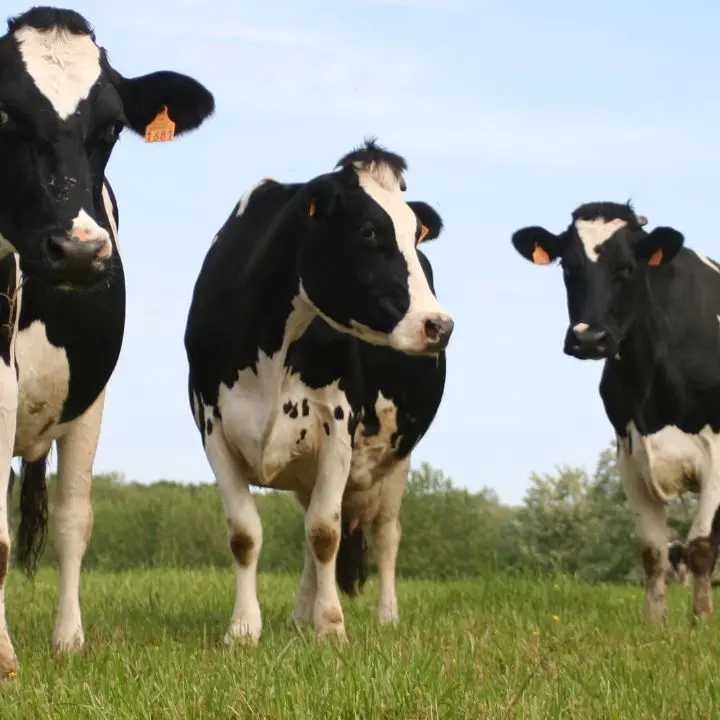 La provincia di Vibo Valentia unica nel Sud Italia ad essere indenne da brucellosi bovina