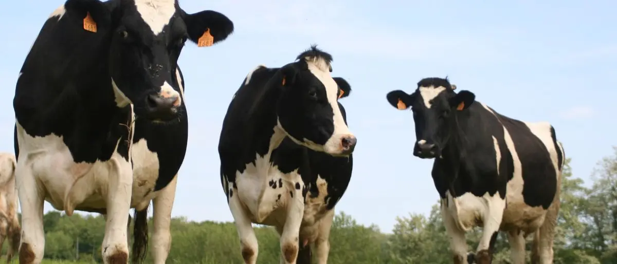 La provincia di Vibo Valentia unica nel Sud Italia ad essere indenne da brucellosi bovina