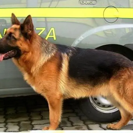 Droga tra Calabria e Sicilia, assolto in appello giovane di Mongiana