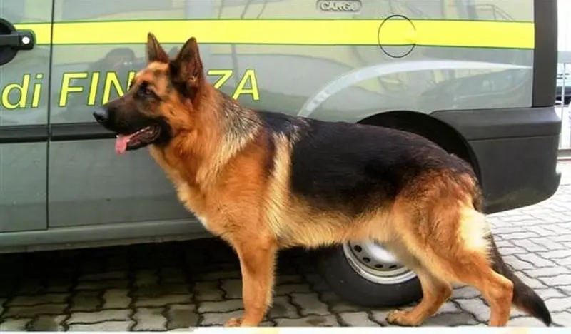 Viaggiava con 54 chili di cocaina, arrestato a Roma un 39enne di Ricadi