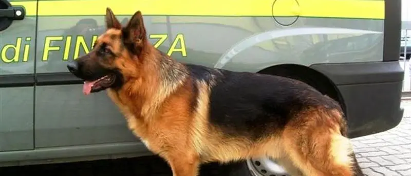 Trasportava 15 chili di cocaina a Napoli, condannato giovane di Stefanaconi