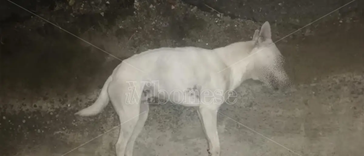 Polpette avvelenate a San Nicola da Crissa: morti due cani randagi