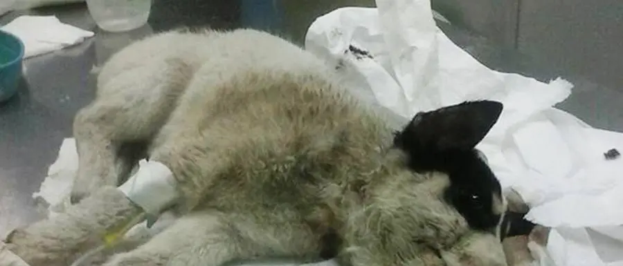 Portosalvo, cucciolo ferito salvato dai Vigili del fuoco