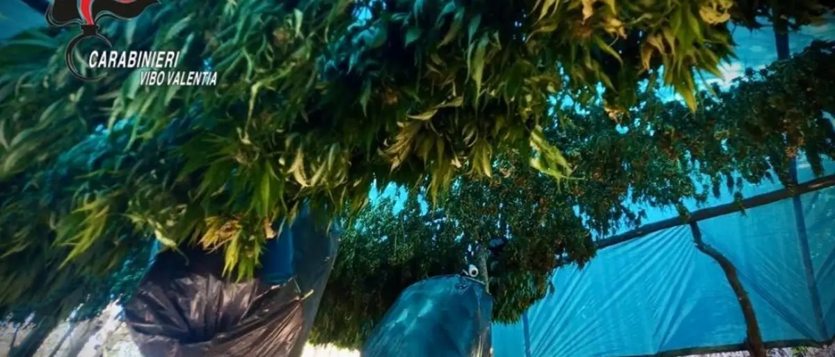 Fabrizia: i carabinieri scoprono un essiccatoio di canapa indiana