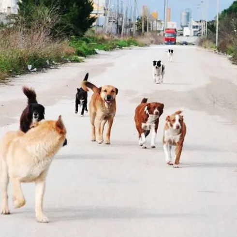 Lotta al randagismo, attivista presenta una proposta in 5 punti al Comune di San Gregorio