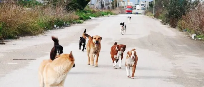 Azzannata da cani randagi, paura per una donna di Briatico