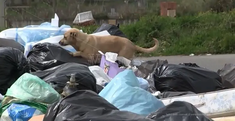 La lettera | “Vibo è nel degrado. Caro sindaco, dimostri che può ancora cambiare le cose”