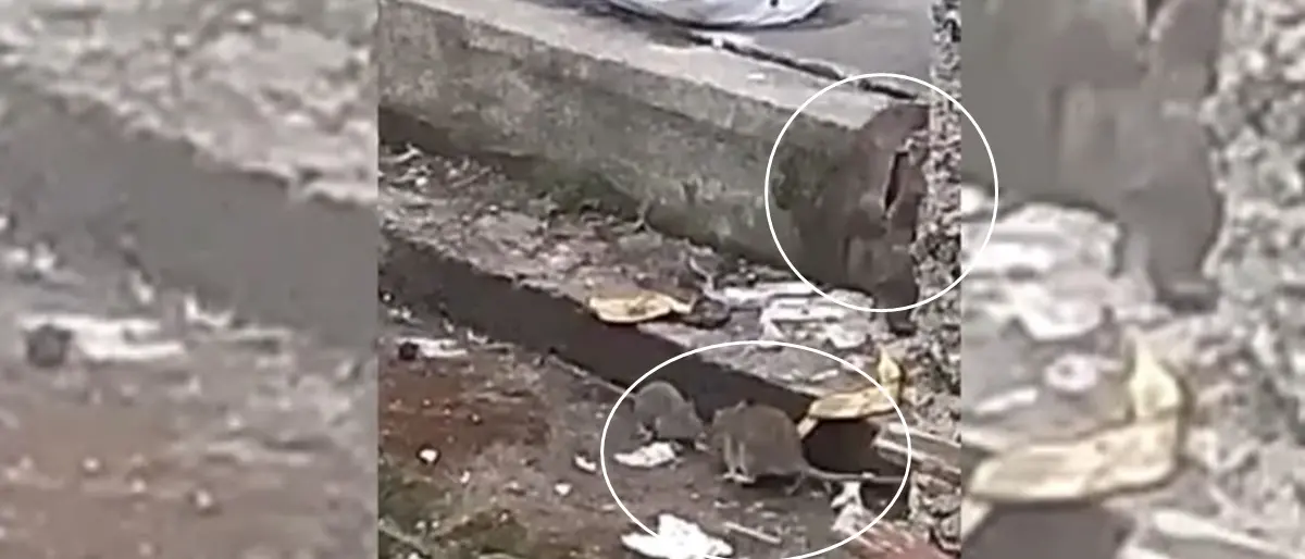 Vibo Marina: derattizzazione zero, rifiuti per strada e i topi ringraziano – Video