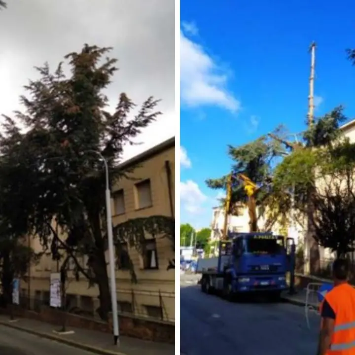 A Vibo continua la mattanza degli alberi: è la volta dei secolari cedri del Libano su via XXV Aprile