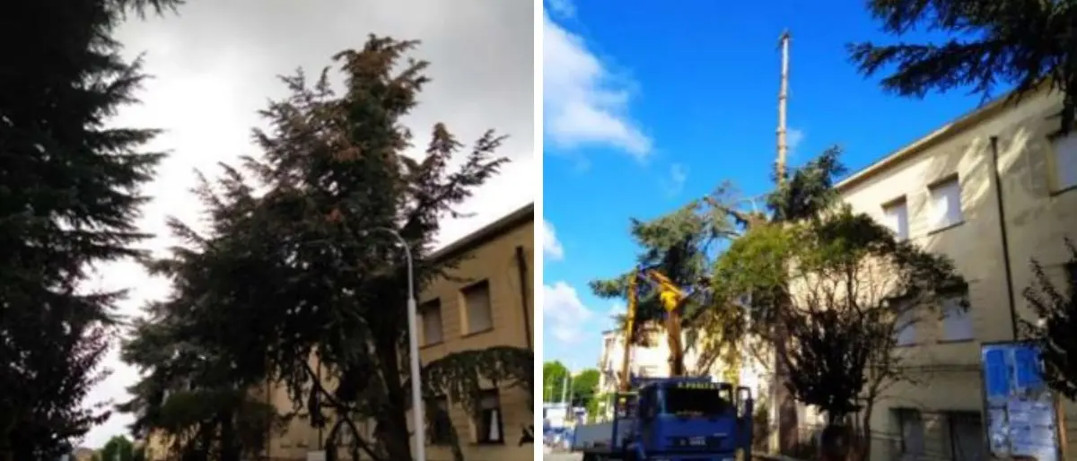 A Vibo continua la mattanza degli alberi: è la volta dei secolari cedri del Libano su via XXV Aprile