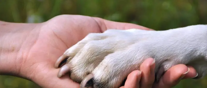 Randagismo, dall’Enpa una proposta per contrastarlo