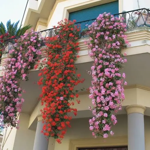 A Vibo sfida con piante e fiori: al via il concorso “Balconi di primavera”