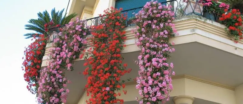 A Vibo sfida con piante e fiori: al via il concorso “Balconi di primavera”