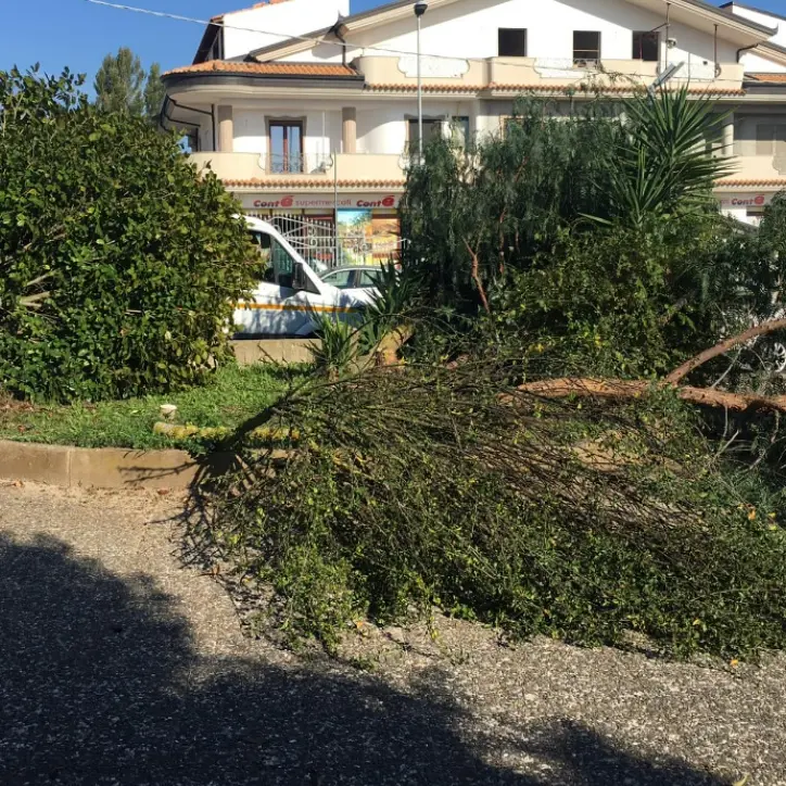 Vandali in azione a Zungri, tagliati alberi e piante nella piazzetta Padre Pio