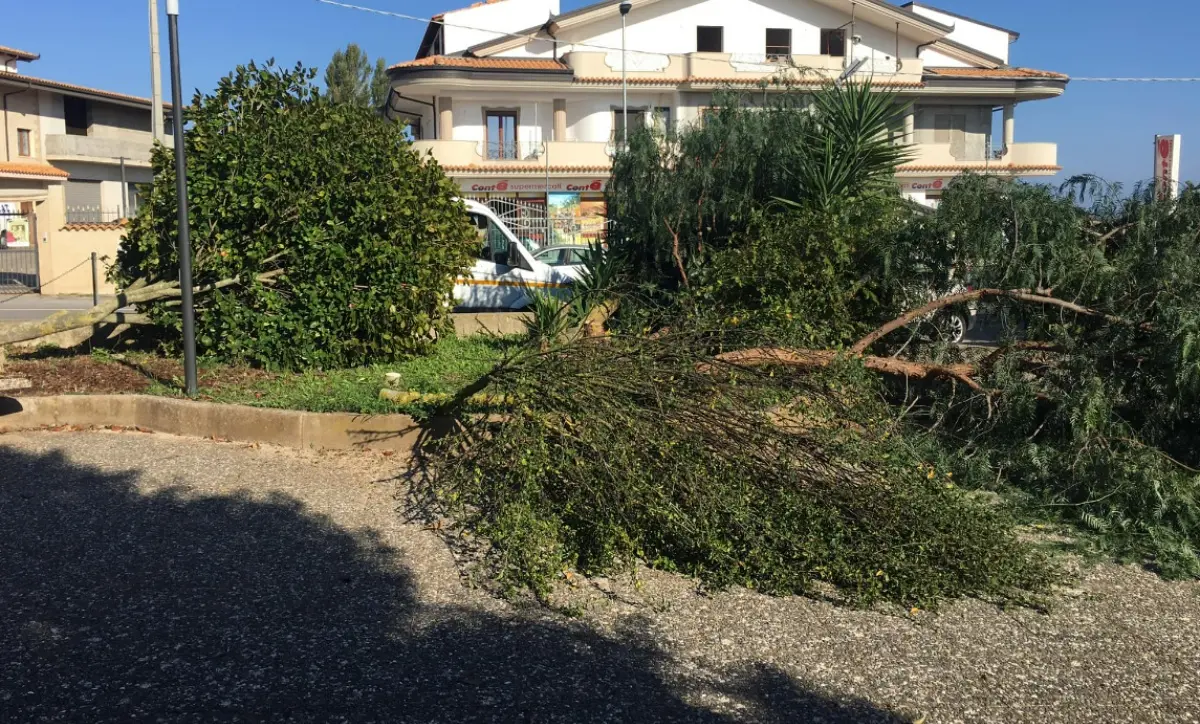 Vandali in azione a Zungri, tagliati alberi e piante nella piazzetta Padre Pio