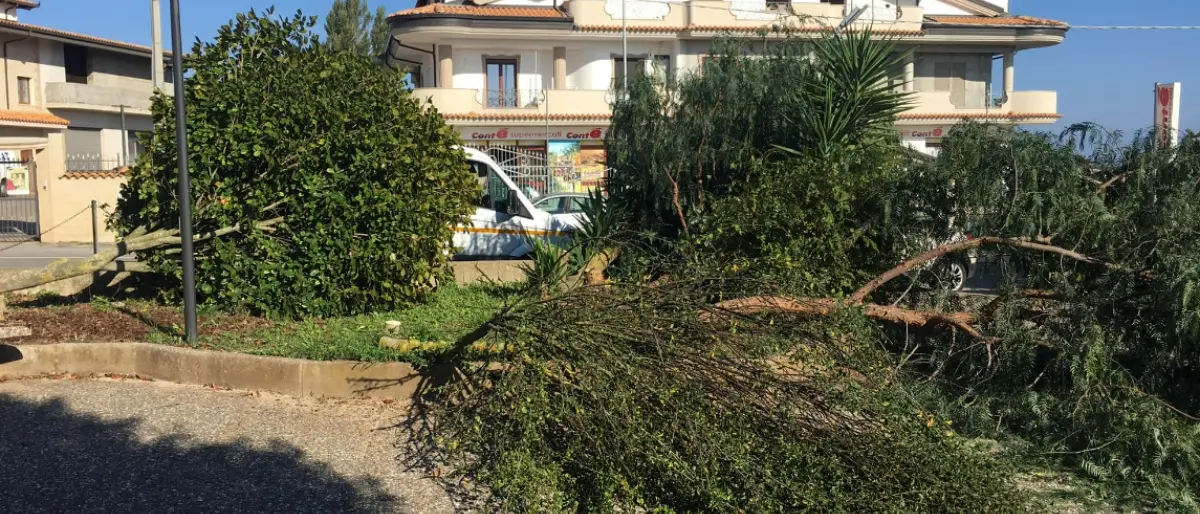 Vandali in azione a Zungri, tagliati alberi e piante nella piazzetta Padre Pio