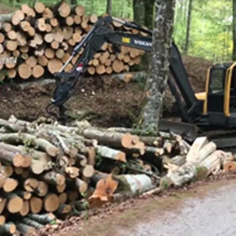 Nessun taglio abusivo del bosco, assolti a Vibo sei imputati di Fabrizia