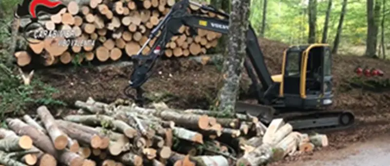 Nessun taglio abusivo del bosco, assolti a Vibo sei imputati di Fabrizia
