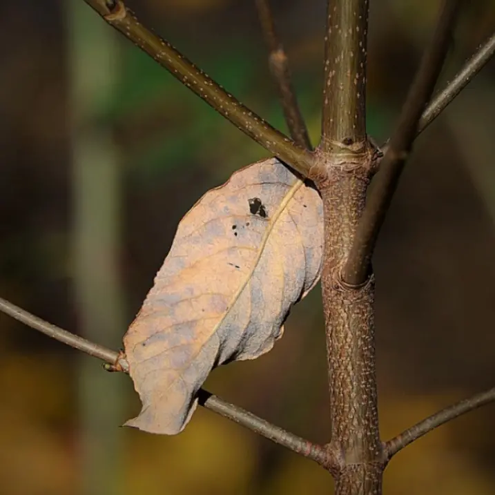 Tropea, disposto l’abbattimento di alberi ammalorati siti in località Barricello