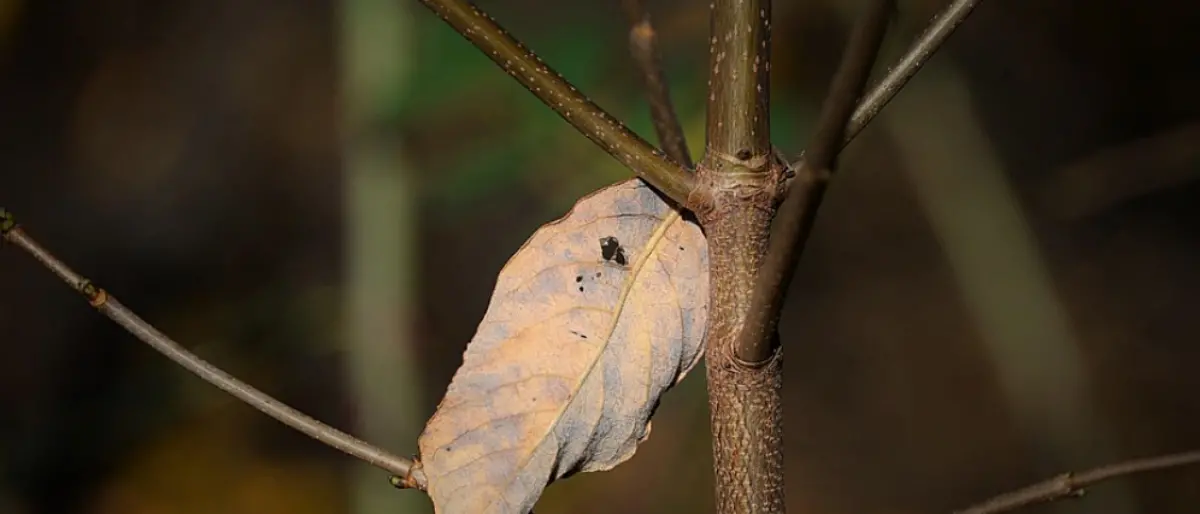 Tropea, disposto l’abbattimento di alberi ammalorati siti in località Barricello
