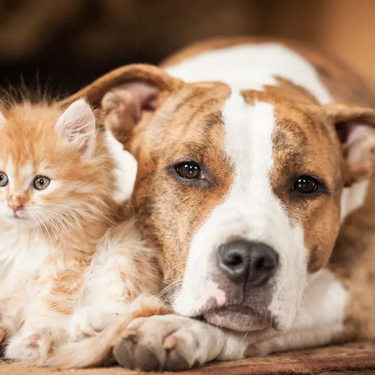 Jonadi approva il regolamento per la tutela e il benessere degli animali: incentivi alle adozioni e sostegno ai volontari\n