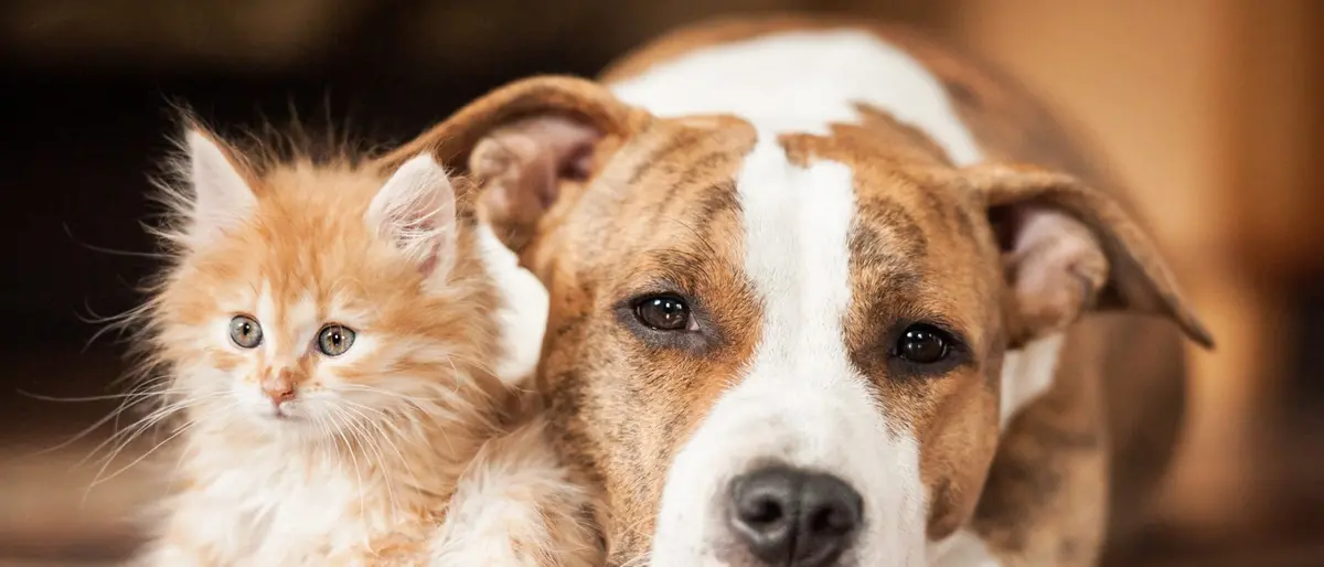 Microchip gratuito, anche nel Vibonese la seconda fase di “4zampe che cambiano la vita”