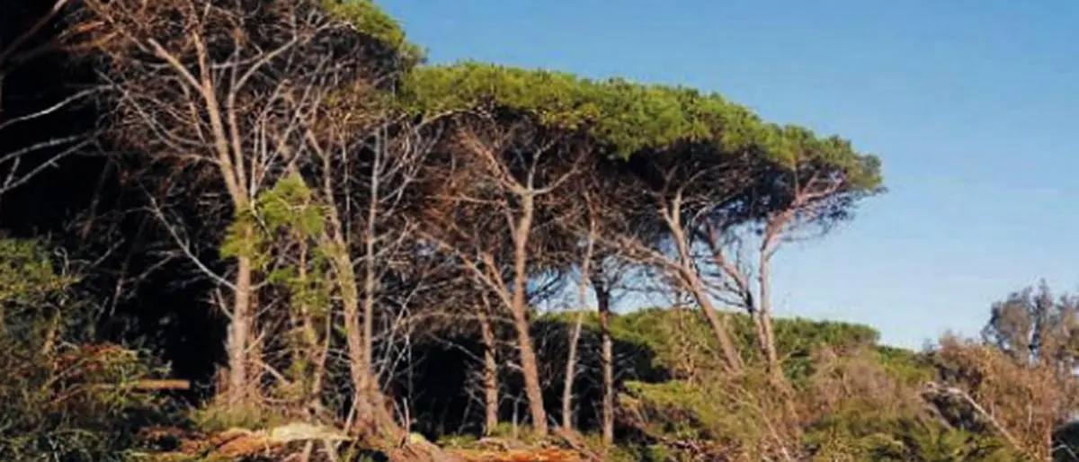 Tagliati 50 pini a Colamaio, scatta il sequestro a Pizzo
