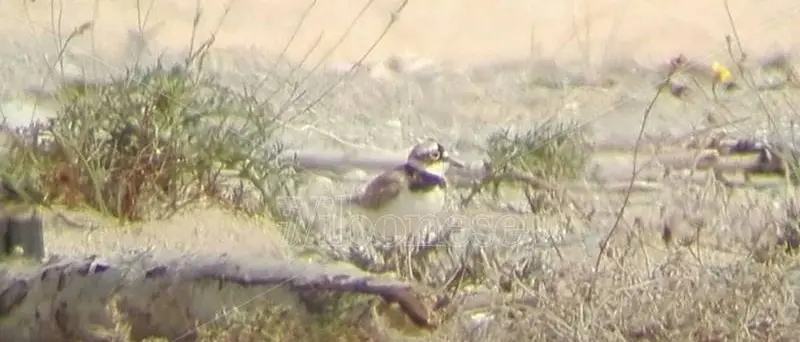 Specie rara nidifica tra le Dune dell'Angitola, si schiudono le uova del Corriere piccolo