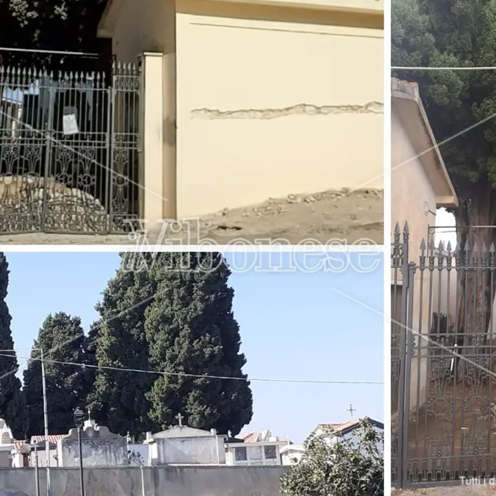 Taglio cipressi a Zaccanopoli, Calzone (Wwf): «Ordinanza illegittima, non sono pericolosi»