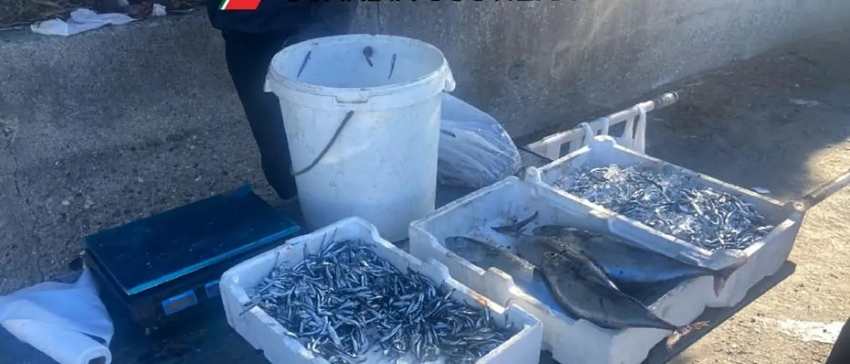 Sequestrati e distrutti cento chili di pesce, operazione coordinata dalla Capitaneria di Porto di Vibo